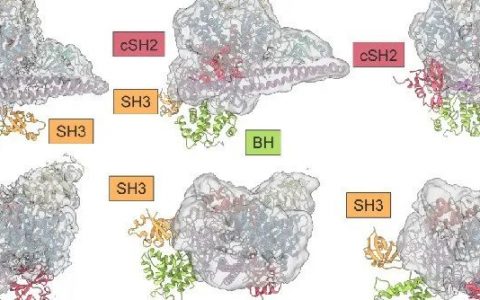 王明伟/Vogt/杨德华/水雯箐领衔中美科学家深度解析重要靶点PI3Kα的结构与功能