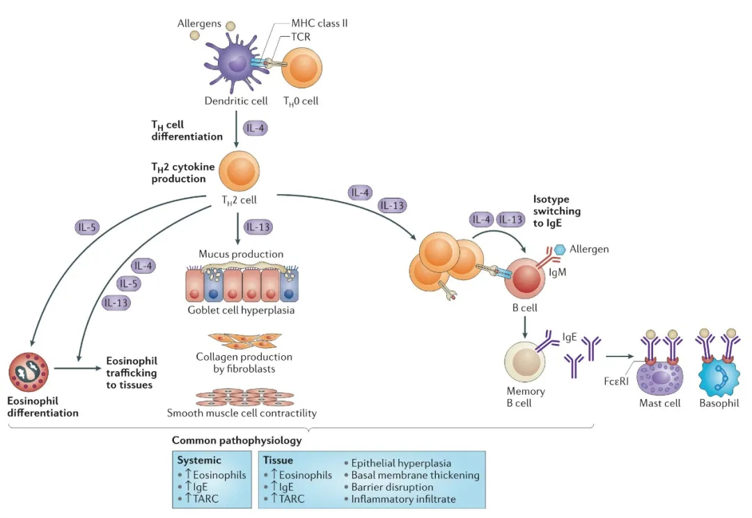 阿斯利康IL-5α单抗三期临床失败，挺诡异的...