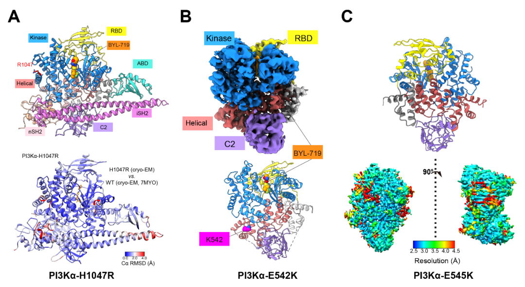 重磅消息 | 王明伟/Vogt/杨德华领衔合作团队解析三个致癌特异性PI3Kα突变体的三维结构