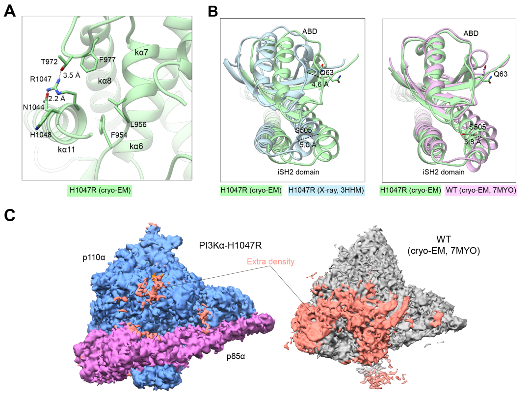 重磅消息 | 王明伟/Vogt/杨德华领衔合作团队解析三个致癌特异性PI3Kα突变体的三维结构