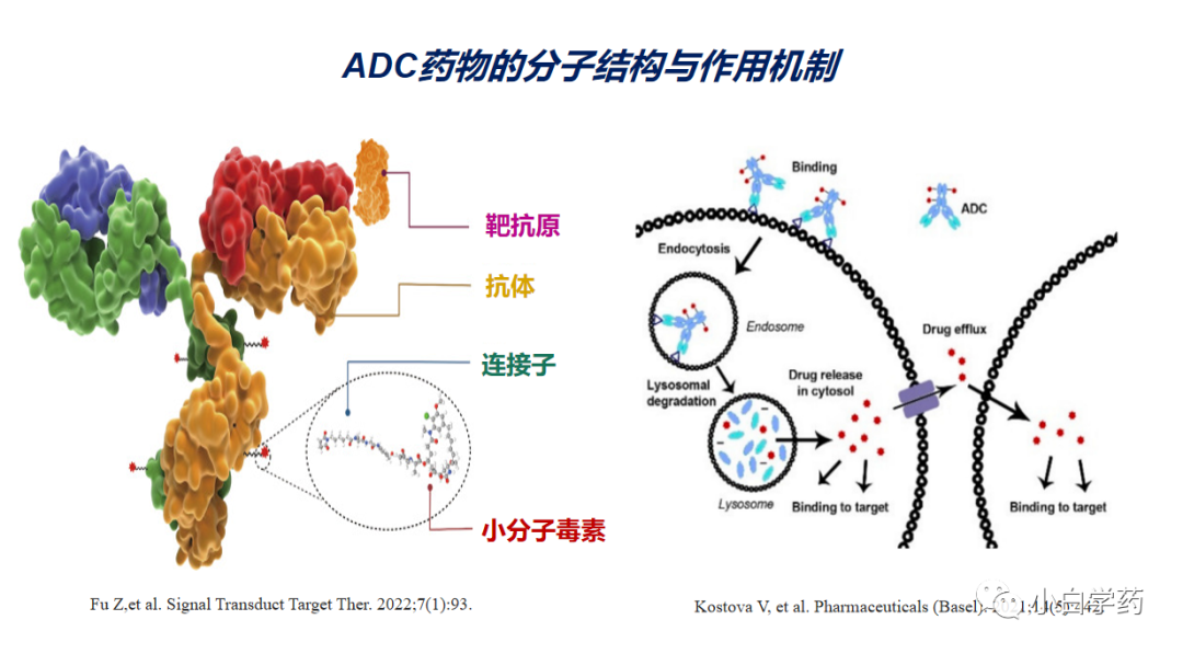 CDE重磅PPT | 抗肿瘤ADC药物的临床研发与审评考虑