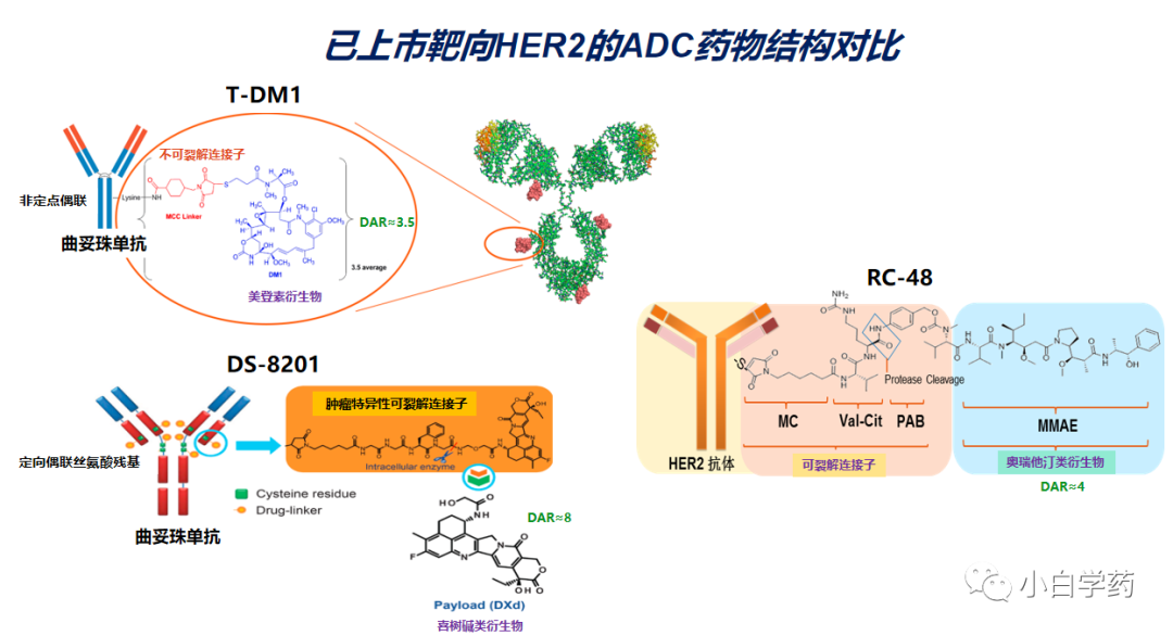 CDE重磅PPT | 抗肿瘤ADC药物的临床研发与审评考虑