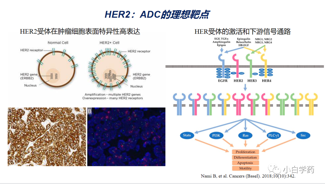 CDE重磅PPT | 抗肿瘤ADC药物的临床研发与审评考虑