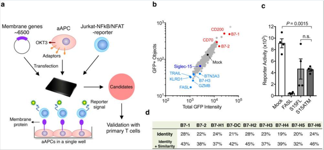 股价仅剩峰值的2%！终止开发癌症免疫新疗法，陈列平也挡不住科学的规律...