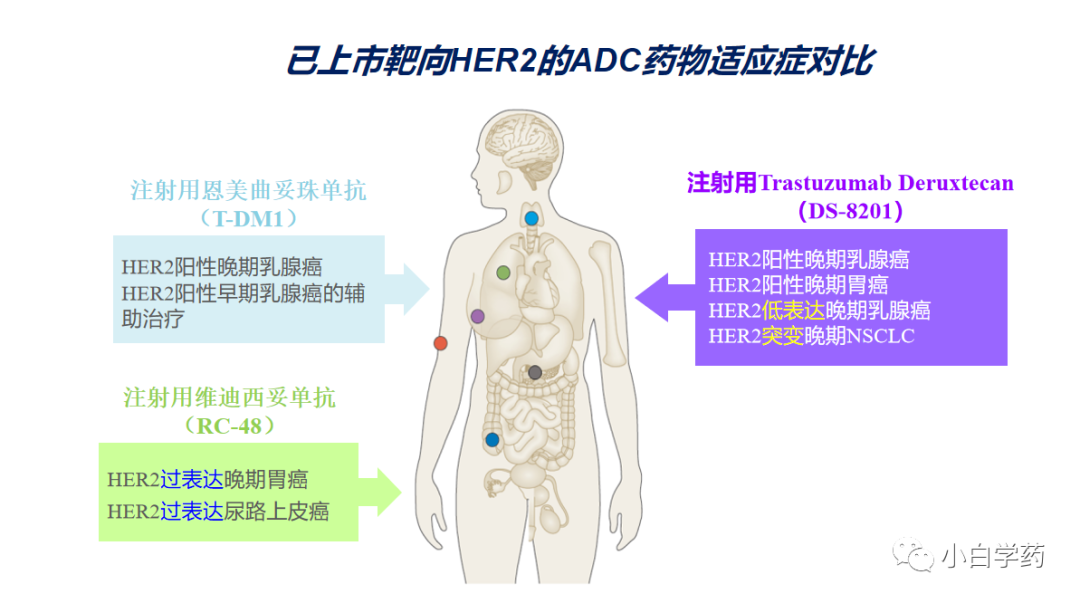 CDE重磅PPT | 抗肿瘤ADC药物的临床研发与审评考虑