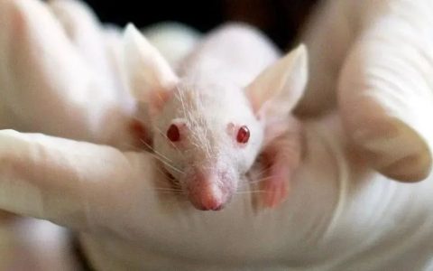 FDA不再要求临床前动物试验，中国小鼠：挺急的……
