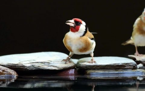 「金翅雀」的消亡史，是多少Biotech的缩影！
