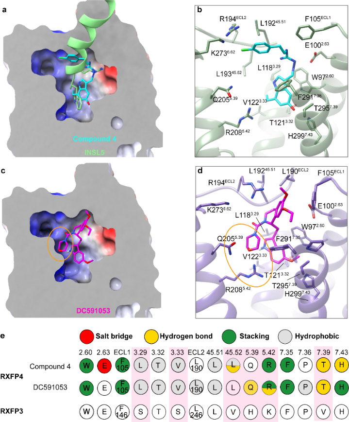 王明伟/柳红/杨德华领衔合作团队成功解析人源松弛素/胰岛素样肽受体4复合物三维结构