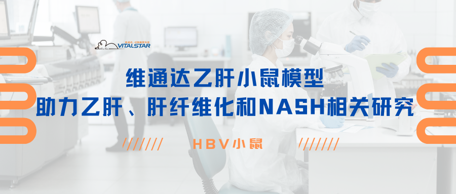 乙肝小鼠模型助力乙肝、肝纤维化和NASH相关研究