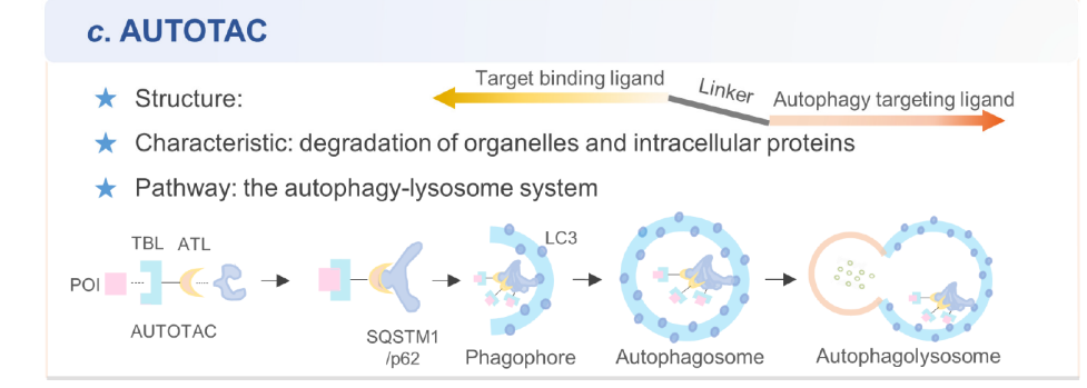 阿尔茨海默病、癌症......看「新型自噬降解剂」的研究进展，这是继PROTAC之后又一新起之秀