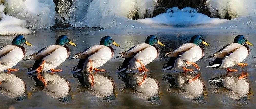 “药王”Humira遭生物类似药冲击，看艾伯维下一步棋着何处