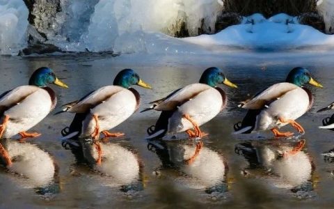 2天3起创新药出海：春天来了，万物复苏，又到了药企们交易的季节