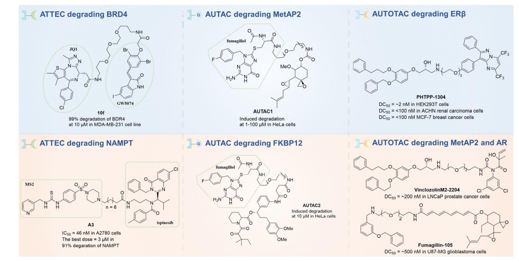 阿尔茨海默病、癌症......看「新型自噬降解剂」的研究进展，这是继PROTAC之后又一新起之秀