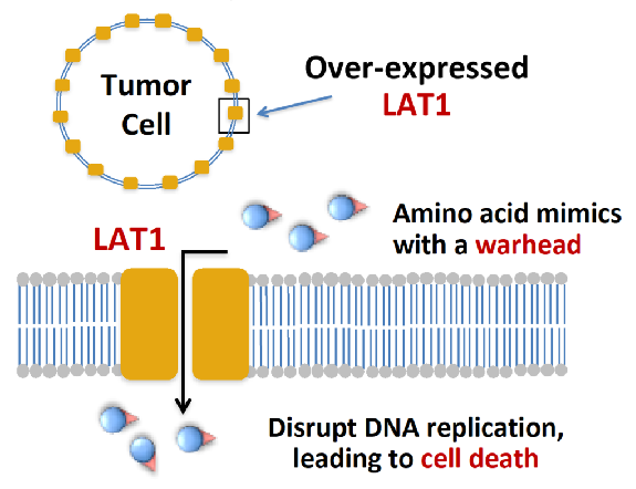 药时代BD-045项目 | 临床II期阶段LAT1靶向治疗脑部肿瘤及多种实体瘤的全球首创小分子药物
