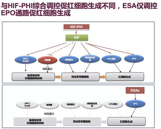 搞懂缺氧机制，撬动百亿美元市场！