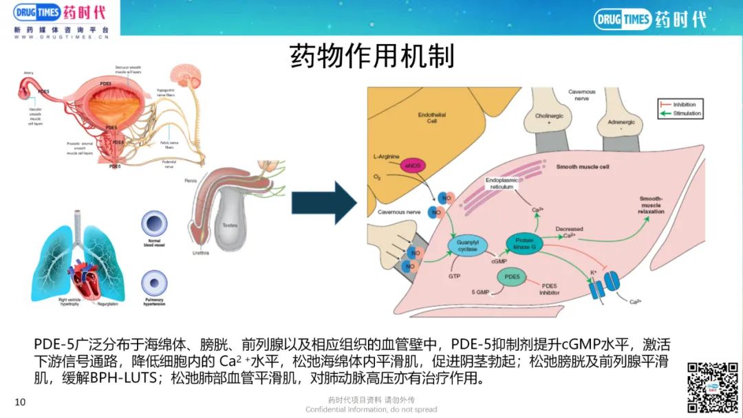 药时代BD-035项目 | 高选择性、长半衰期PDE-5口服小分子I/II期项目寻求合作