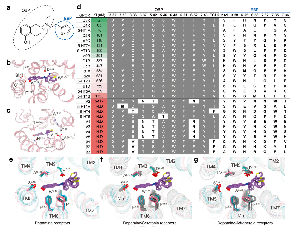 Cell Research | 徐华强团队合作揭示多巴胺受体系统介导药物分子多重药理学活性的结构基础