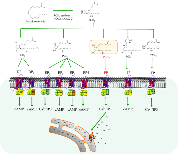 Nature Commun | 上海药物所合作揭示配体介导的前列腺素F2α受体激活以及与G蛋白偶联的分子机制