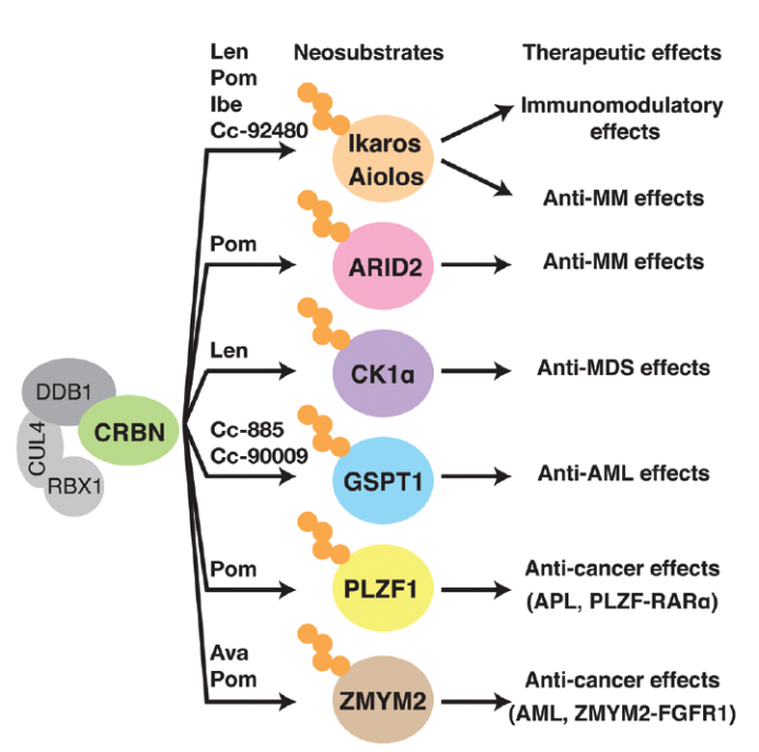 CRBN配体的作用和最新进展