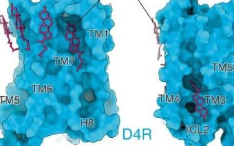 Cell Research | 徐华强团队合作揭示多巴胺受体系统介导药物分子多重药理学活性的结构基础