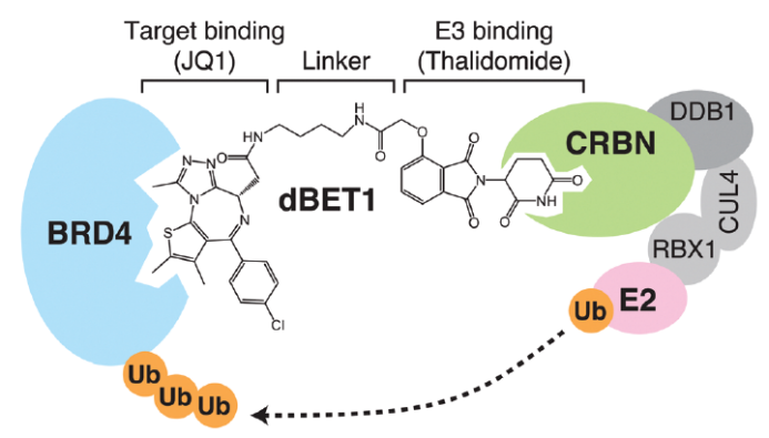CRBN配体的作用和最新进展