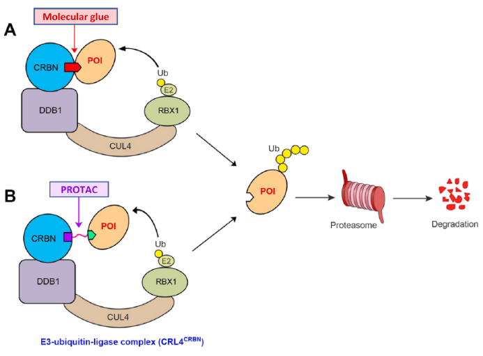 CRBN配体的作用和最新进展