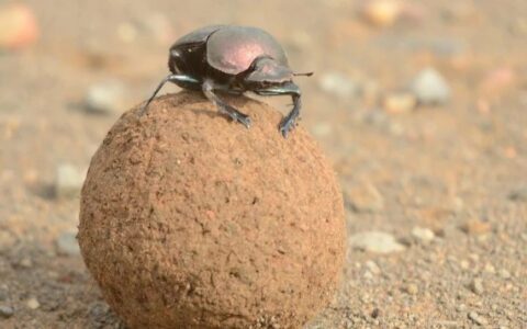 研究10年，成功「吃屎」，口服粪便疗法获FDA批准上市