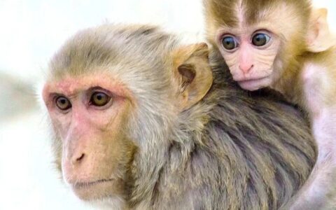 Science发文，直指全球实验猴短缺。但为什么，国内的猴价还跌了？