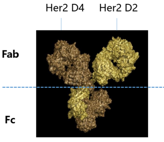 药时代BD-029-002项目 | 临床阶段大瘤种BIC潜质HER2HER2双靶点ADC寻求合作