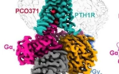 Nature | 上海药物所揭示B类GPCRs新型小分子药物靶点的偏向性激活机制