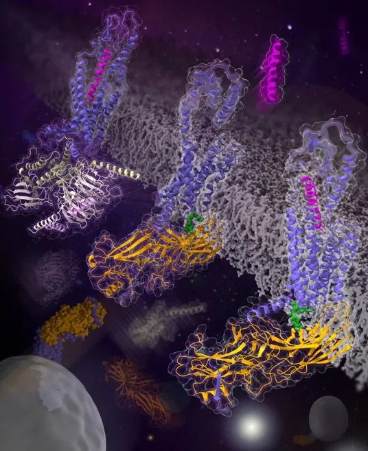 B类GPCR与Arrestin复合物结构揭示信号转导新机制