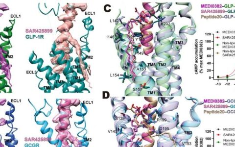 PNAS | 王明伟/杨德华团队揭示GLP-1R和GCGR双重激动机制