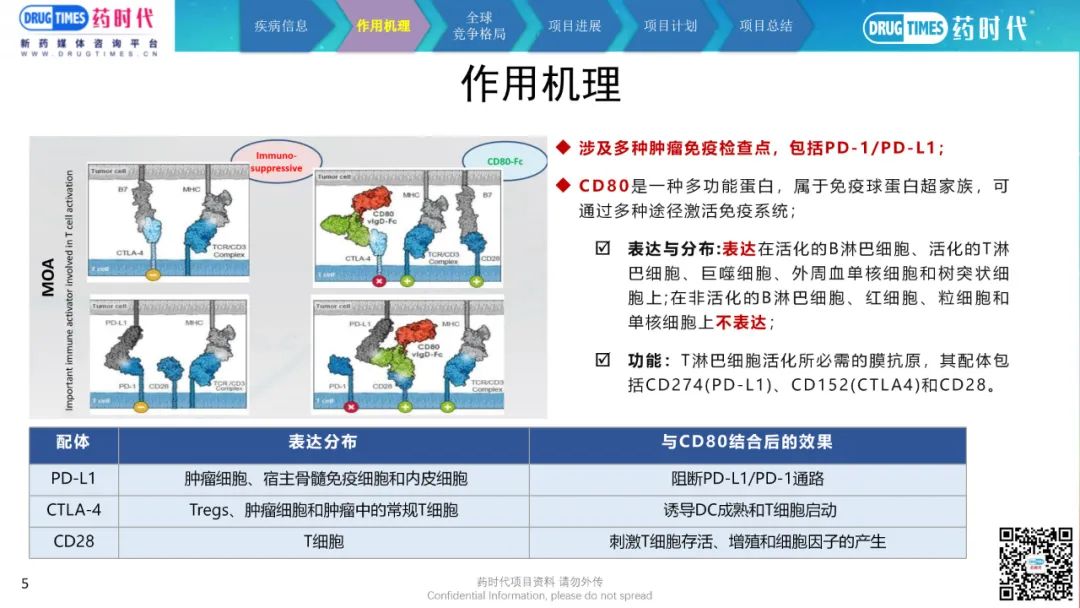 药时代BD-032项目 | CD80重组融合蛋白注射液寻求中国合作伙伴