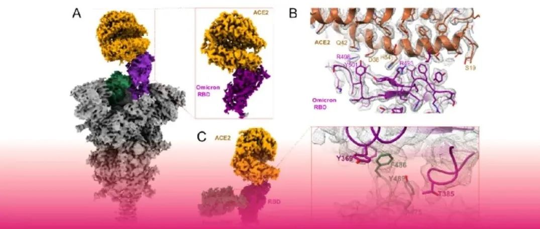 Nature | 上海药物所破解GPCRs的激酶招募及偏向性信号转导机制