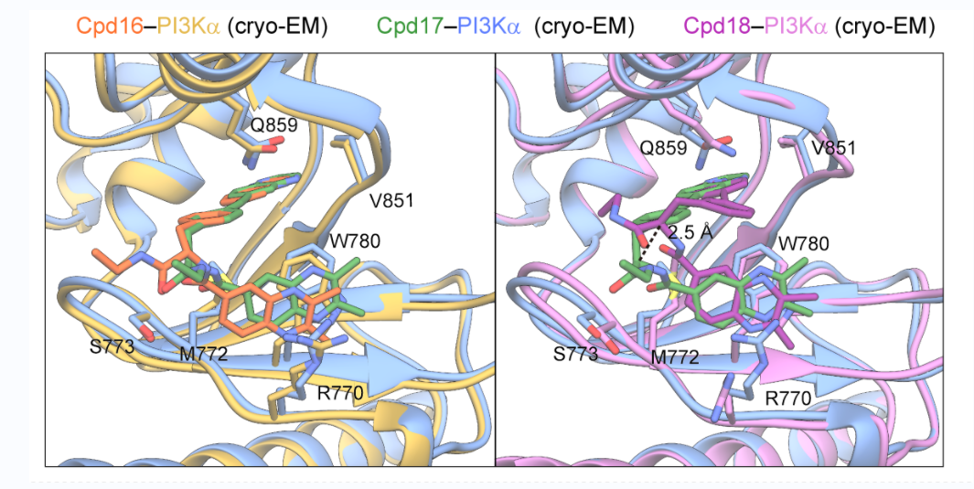 PNAS | 王明伟/Vogt/杨德华领衔合作团队揭示PI3Kα的全新配体结合位点