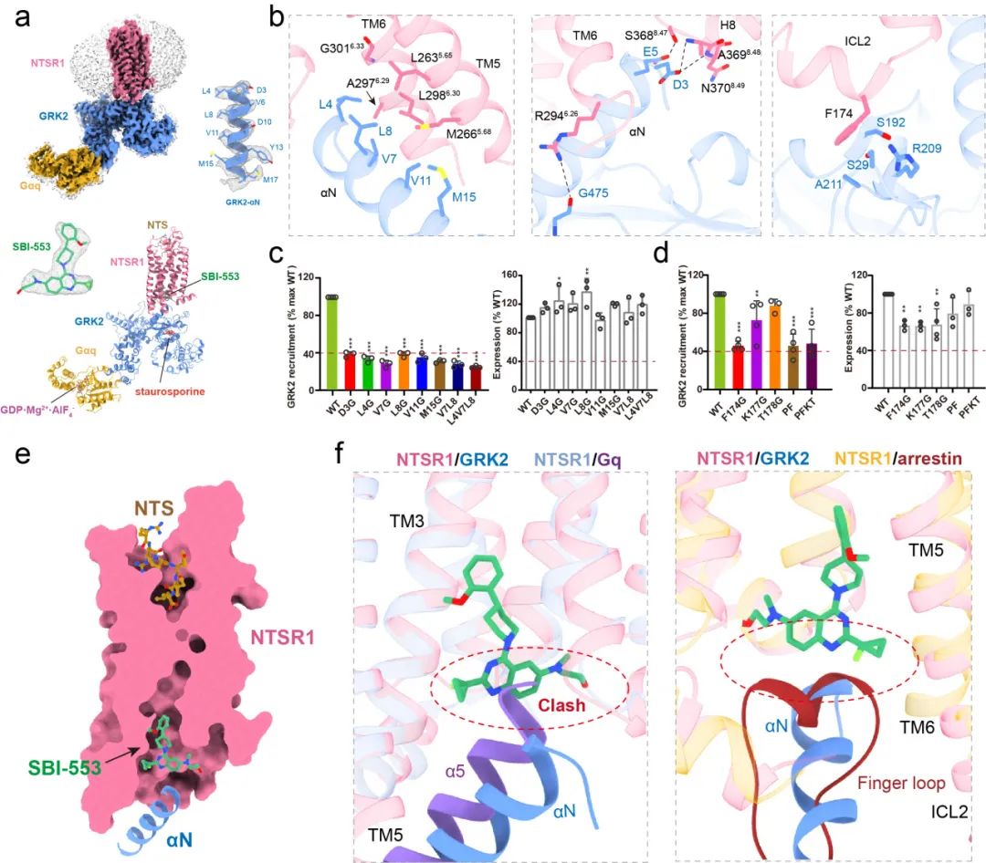 Nature | 上海药物所破解GPCRs的激酶招募及偏向性信号转导机制