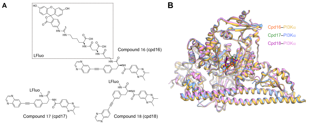 PNAS | 王明伟/Vogt/杨德华领衔合作团队揭示PI3Kα的全新配体结合位点