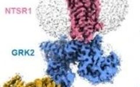Nature | 上海药物所破解GPCRs的激酶招募及偏向性信号转导机制