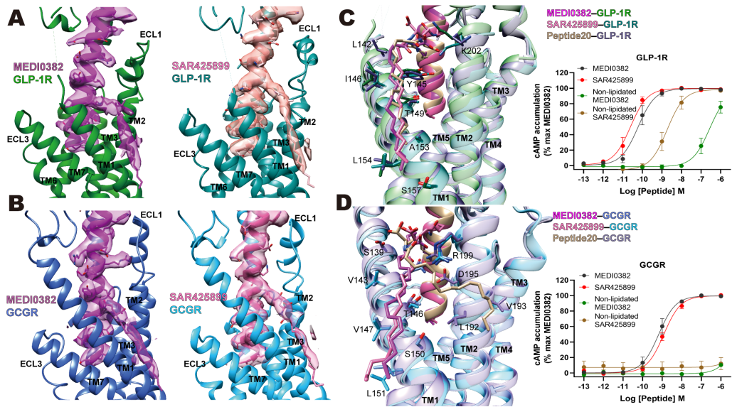 PNAS | 王明伟/杨德华团队揭示GLP-1R和GCGR双重激动机制