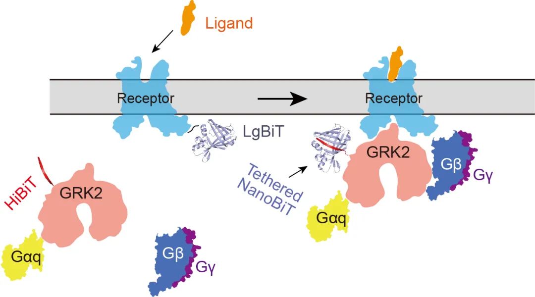 Nature | 上海药物所破解GPCRs的激酶招募及偏向性信号转导机制
