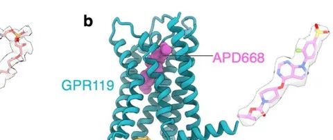 Nature | 上海药物所破解GPCRs的激酶招募及偏向性信号转导机制