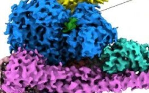 PNAS | 王明伟/Vogt/杨德华领衔合作团队揭示PI3Kα的全新配体结合位点