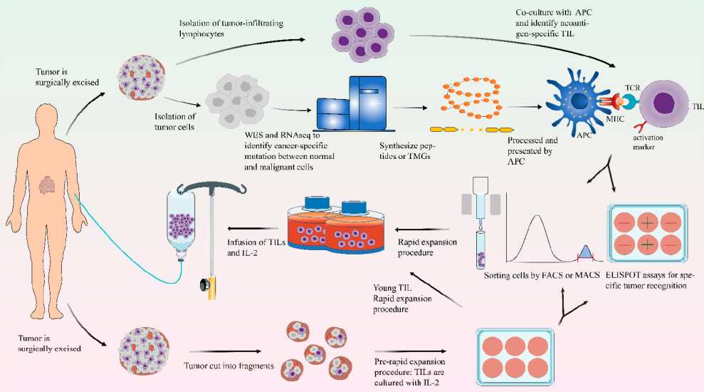 中国首个TIL疗法进入临床，一文看懂近两年增幅最大的实体瘤细胞免疫疗法