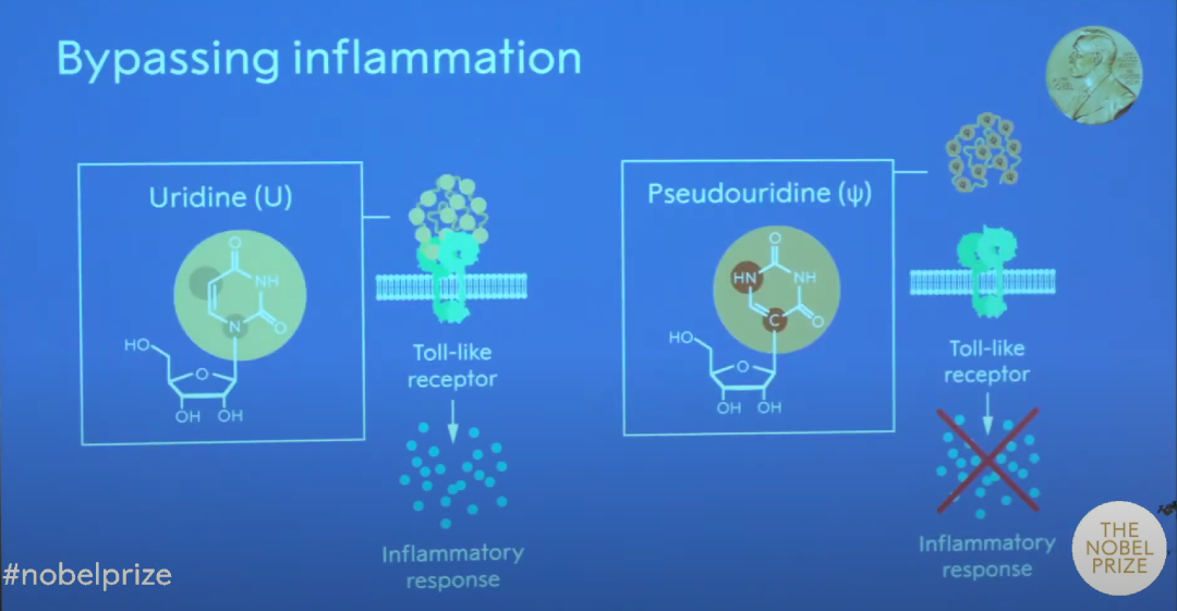 诺奖背后的科学之路！两大突破，引领了mRNA疫苗的诞生【附：诺奖典礼全程视频】