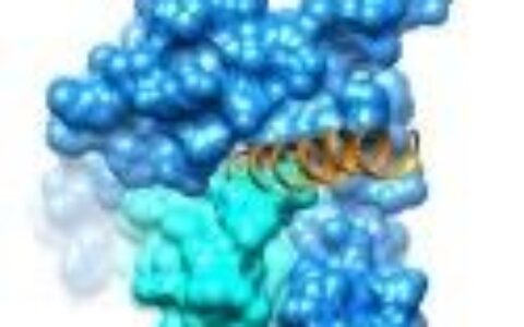 王明伟/杨德华团队揭示GIPR剪接变异体调节信号转导的分子机制
