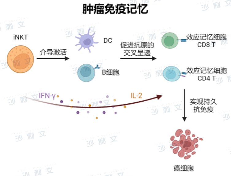 恶性肿瘤的细胞免疫治疗现状与iNKT细胞疗法新进展