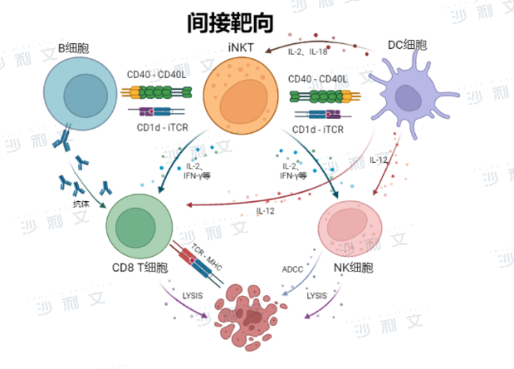 恶性肿瘤的细胞免疫治疗现状与iNKT细胞疗法新进展