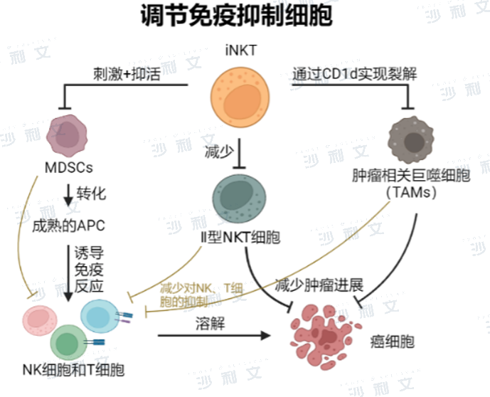 恶性肿瘤的细胞免疫治疗现状与iNKT细胞疗法新进展