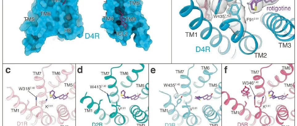 Nature |上海药物所徐华强课题组与合作者共同揭示“冰毒”与其受体TAAR1的分子识别机制