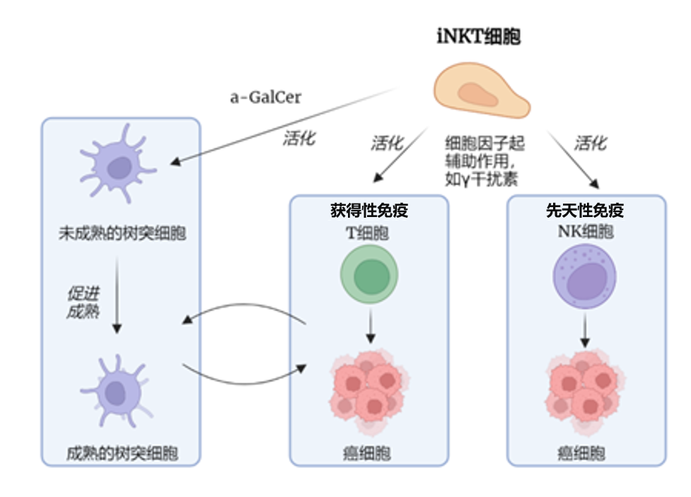 恶性肿瘤的细胞免疫治疗现状与iNKT细胞疗法新进展